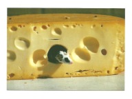 Pocztówka - Ser szwajcarski, mysz i krajalnica w tle