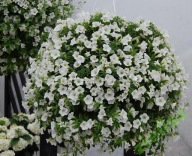 Surfinia Table White BIAŁE KWIATY