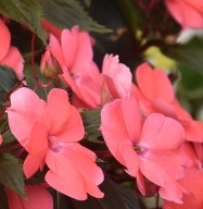 Niecierpek SŁONECZNY Sunpatiens Vigorous Pink Pearl