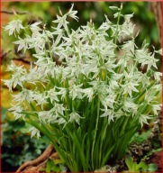 Czosnek Neapolitański biały sadzonka w doniczce p9 10 cm mrozoodporny