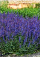 Szałwia omszona niebieska sadzonka w pojemniku od 5 cm do 10 cm wieloletnia