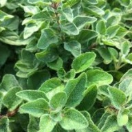 Oregano Pospolite Lebiodka Miododajna Sadzonka P9