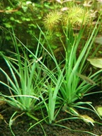 Eriocaulon Lineare Rośliny akwariowe