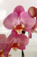 PHALENOPSIS storczyk honey peach 7