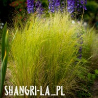 Ostnica elegancka [Stipa Elegantissima] nie tworzy się kołtun