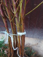 Brzoskwinia red heaven 150 cm - 180 cm. Pakiet 5 sztuk