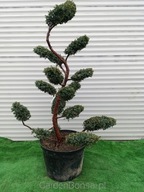 wygięty Bonsai ogrodowy z jałowca chińskiego 'BLUE ALPS' - 150 cm