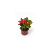 Begonia semperflorens ASCOT SCARLET ZESTAW 10 SIEWEK PIĘKNE KWIATY czerwone