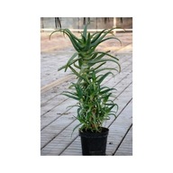 Aloes Drzewiasty 6-letni ALOE ARBOERSCENS MILL sukulent doniczkowy roślina