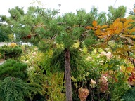 Sosna pinia górska płaska na pniu szczepiona 20 letnia horyzontalna inna