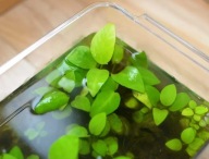 Anubias nana Gold - gatunek średniej wielkości- uprawa podwodna