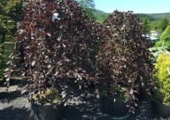 Buk Purpurea Pendula 160-180cm