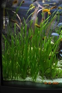 Vallisneria spiralis L. Nurzaniec śrubowy