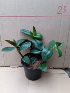 trzykrotka violet green