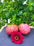 Pomidor Tlacolula Pink wyjątkowy pomidor nasiona kolekcjonerskie