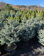 Świerk kłujący srebrny Fat Albert 110-130cm