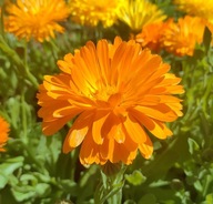 Nagietek lekarski Calendula ROŚLINA W DONICZCE