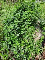 Trzmielina Emerald Coloratus zielona błyszczące liście zimozielona sadzonka