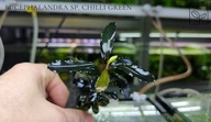 Bucephalandra sp. Chillii Green -kolekcja od fibell