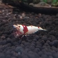 krewetki akwariowe Crystal Red PRL Cardina proszę czytać opis