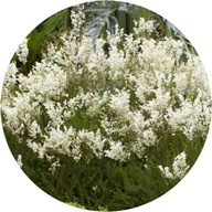 Wiązówka bulwkowa 'Plena', 1,5L