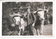 JAK WOŁY DO KARETY - fotografia z lat 40-tych.