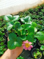 Truskawka gasana sadzonka don. 11 cm