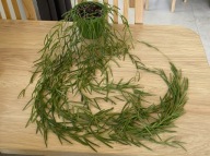 Hoya LINEARIS ZE ZDJĘCIA, długość najdłuższego pędu ok. 115 cm