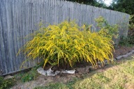 NAWŁOĆ FIREWORKS kaskada złocistych kwiatów JESIENIĄ sadzonki