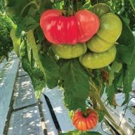 Buffalopink Sadzonka Pomidorów