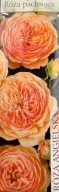 Róża angielska kremowa/łososiowa PACHNĄCA!! rosa, BALOT, pełna pomarańczowa