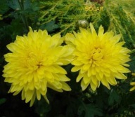 CHRYZANTEMA ZIMUJĄCA KŁĄCZOWA ### SOLAR #### krokus szafirek