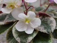 Fiołek afrykański @cięty liść @Golden Touch (H.Pittman) @ semiminiatura@