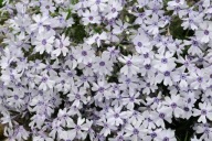 Floks szydlasty - Phlox subulata 'Bavaria'