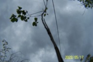 Pigwa szczepiona pienna drzewiasta duża 180 cm inna