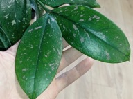 Hoya Hoja LOBBII SPLASH cięta