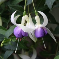 Fuksja ZIMOTRWAŁA Fuchsia Delta Sarah