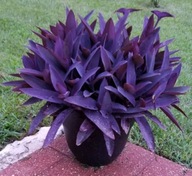 Stekrezja, sadzonki pędowe 2 szt