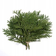 ŚWIEŻE Gałązki świąteczne Tuja ozdobna ok 50 cm 50 sztuk na stroiki wianki