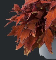 Coleus Koleus Blumei Flame Thrower Habanero DEKORACYJNE ROŚLINY