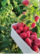 MALINA GLEN AMPLE SADZONKI MALIN BEZKOLCOWE LETNIA ODMIANA MALINY CZERWONA