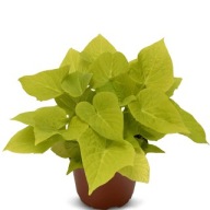 Wilec ipomea Batatas Sidekick Heart Lime