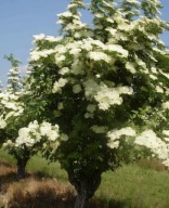 Bez czarny 'Haidegg 17', 2L