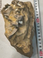 Skamieniały koralowiec osad z dna dawnego oceanu