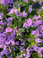 Azalia Japońska | LAWENDOWO-RÓŻOWA - 'Ledikanense'