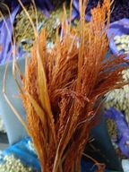 proso naturalne suszone pomarańczowy trawy zboże kwiaty kompozycje susz