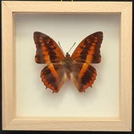 Motyl w gablotce Charaxes Cynthia Parvicaudatus