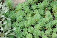 Rozchodnik grubopędowy - Sedum pachyclados
