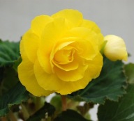 Begonia BULWIASTA ŻÓŁTA Nonstop YELLOW