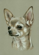 CHIHUAHUA PIES - Rysunek obraz na prezent - A4